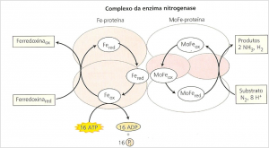 complexo nitrogenase