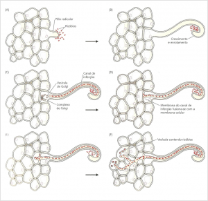 rizosfera7