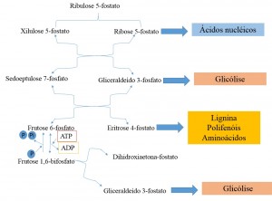 Figura 3