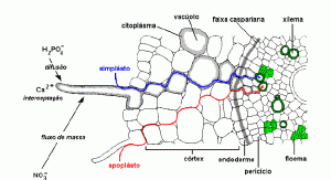 absorc1 - 2