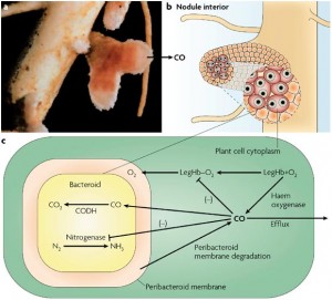 hemoglobina_nitrogenase