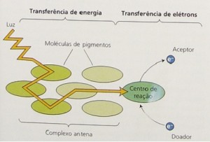 ABS_ENERGIA