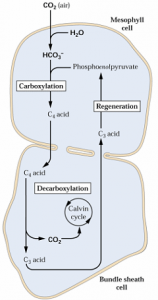 CicloC4