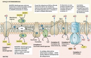 Fig1