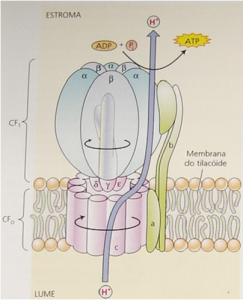 bomba_ATP