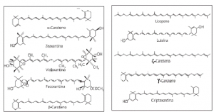 carotenoides_1