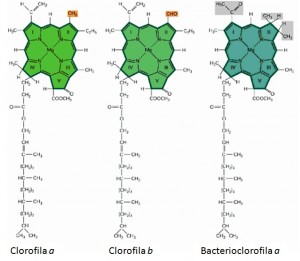 clorofilas