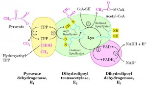 complexo desidrogenase do piruvato