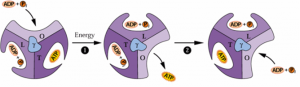 giro_ATPase