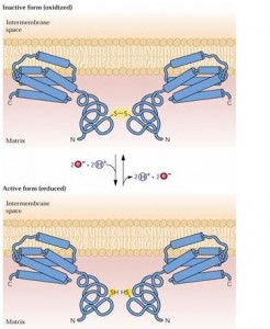 oxidase