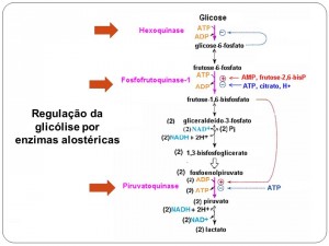 regulação