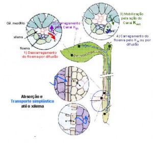 transp1